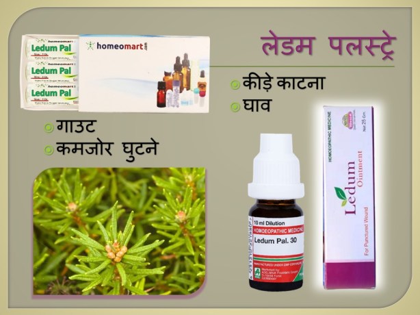 लेडम पलस्ट्रे होम्योपैथी दवा