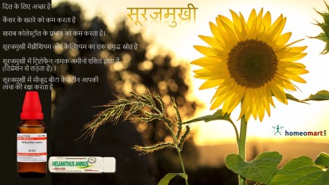 sunflower medicine benefits in hindi