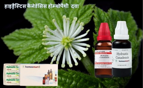 Hydrastis Canadensis Homeopathy uses benefits in Hindi