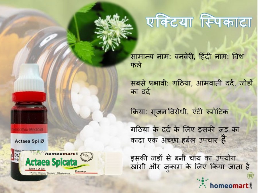 actea spicata homeopathy inhindi