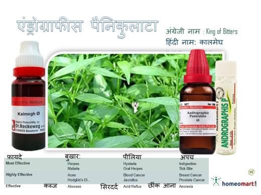 Kalmegh benefits in hindi