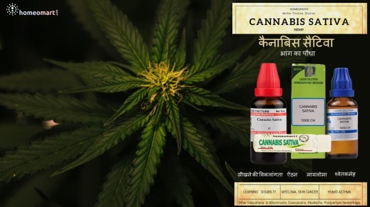 cannabis sativa homeopathy bhaang ka dawa