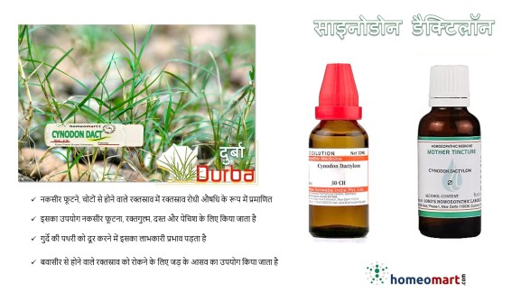 साइनोडोन डैक्टिलॉन या दुर्बा होम्योपैथी दवा के फायदे