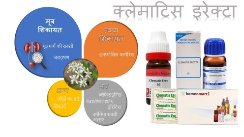 क्लेमाटिस इरेक्टा होम्योपैथी संकेत, लाभ, खुराक, दुष्प्रभाव