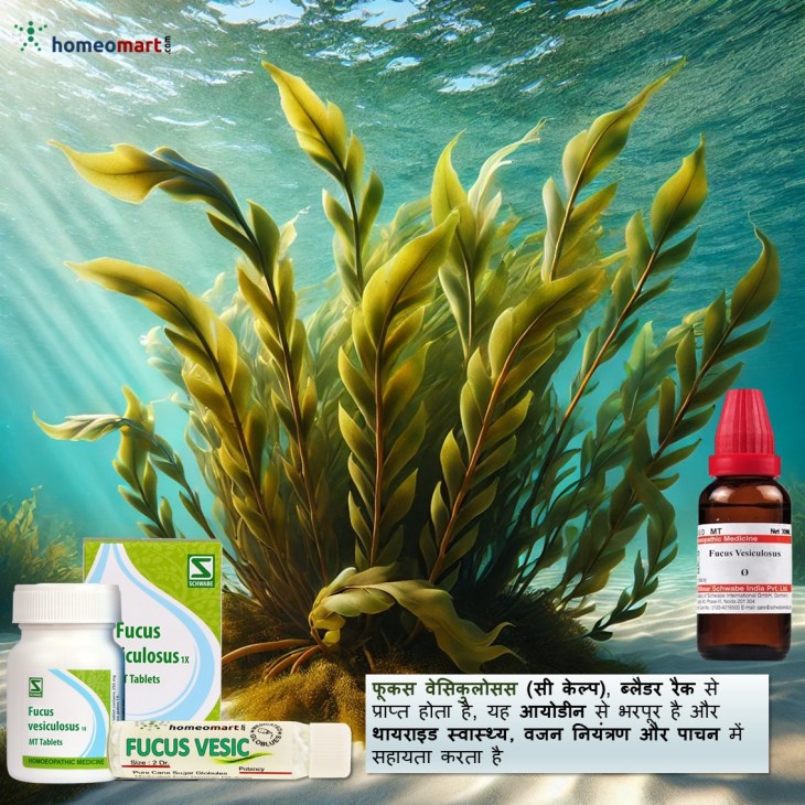 फ्यूकस वेसिकुलोसस: हाइपोथायरायडिज्म से वजन घटाने के लिए प्रभावी होम्योपैथिक दवा
