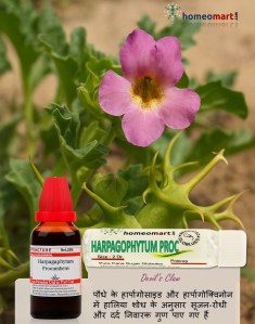 गठिया और पीठ दर्द के लिए हरपैगोफाइटम का जड़ी-बूटी समाधान