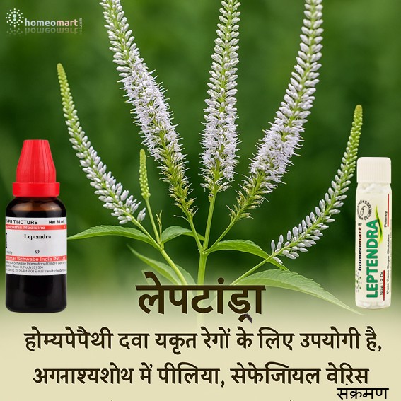 लेप्टेंड्रा होम्योपैथी दवाओं के उपयोग