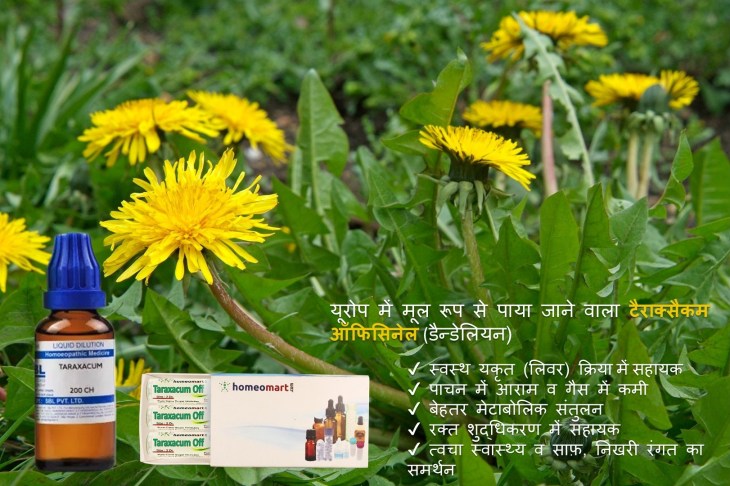 Taraxacum Officinale homeopathy uses benefits in Hindi